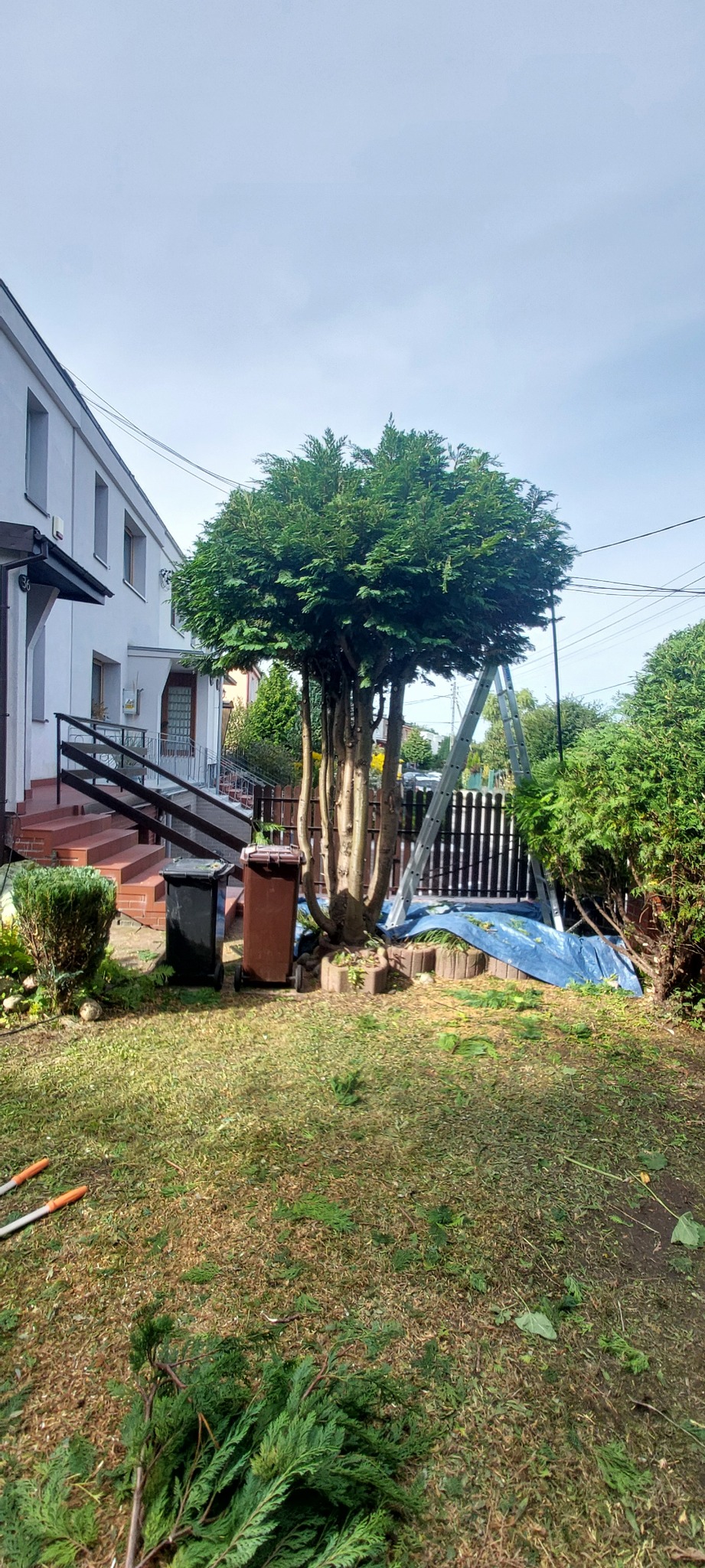 Formowane drzewo iglaste po przycince, z drabiną opartą o pień i rozłożoną plandeką. Świeżo ścięte gałęzie na trawniku, widoczne narzędzia ogrodnicze.