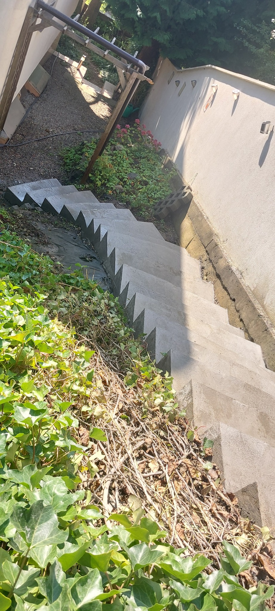 Betonowe schody zewnętrzne z wykończonymi krawędziami, porośnięte bluszczem i suchymi gałęziami, prowadzące w dół w ogrodzie.