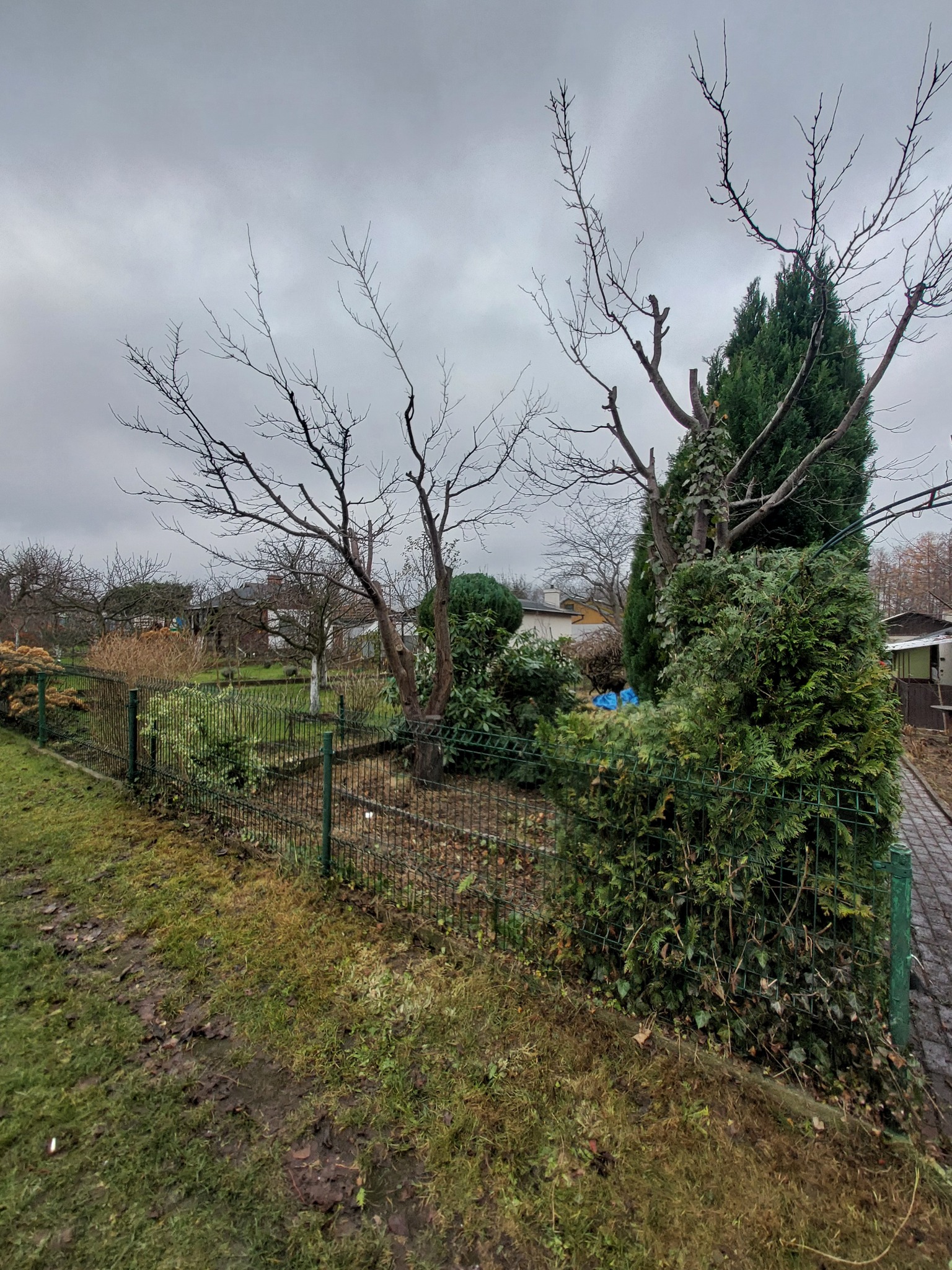 Jesienny ogród z przyciętymi drzewami owocowymi i zielonymi krzewami, ogrodzony siatką. Widoczne ślady błota na trawie i pochmurne niebo.