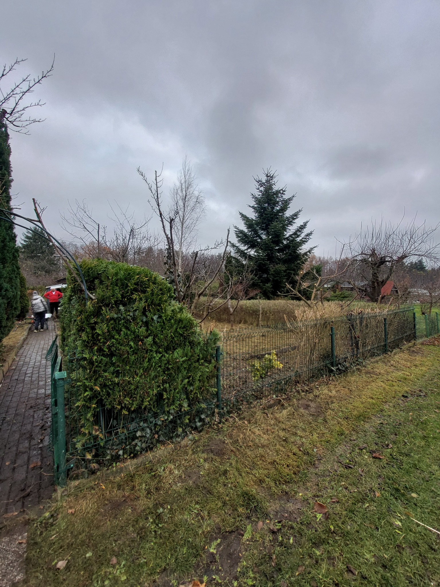 Jesienny ogród po przycince: zielony żywopłot, drzewa z obciętymi gałęziami, siatka ogrodzeniowa i pochmurne niebo. Widoczne osoby w oddali.