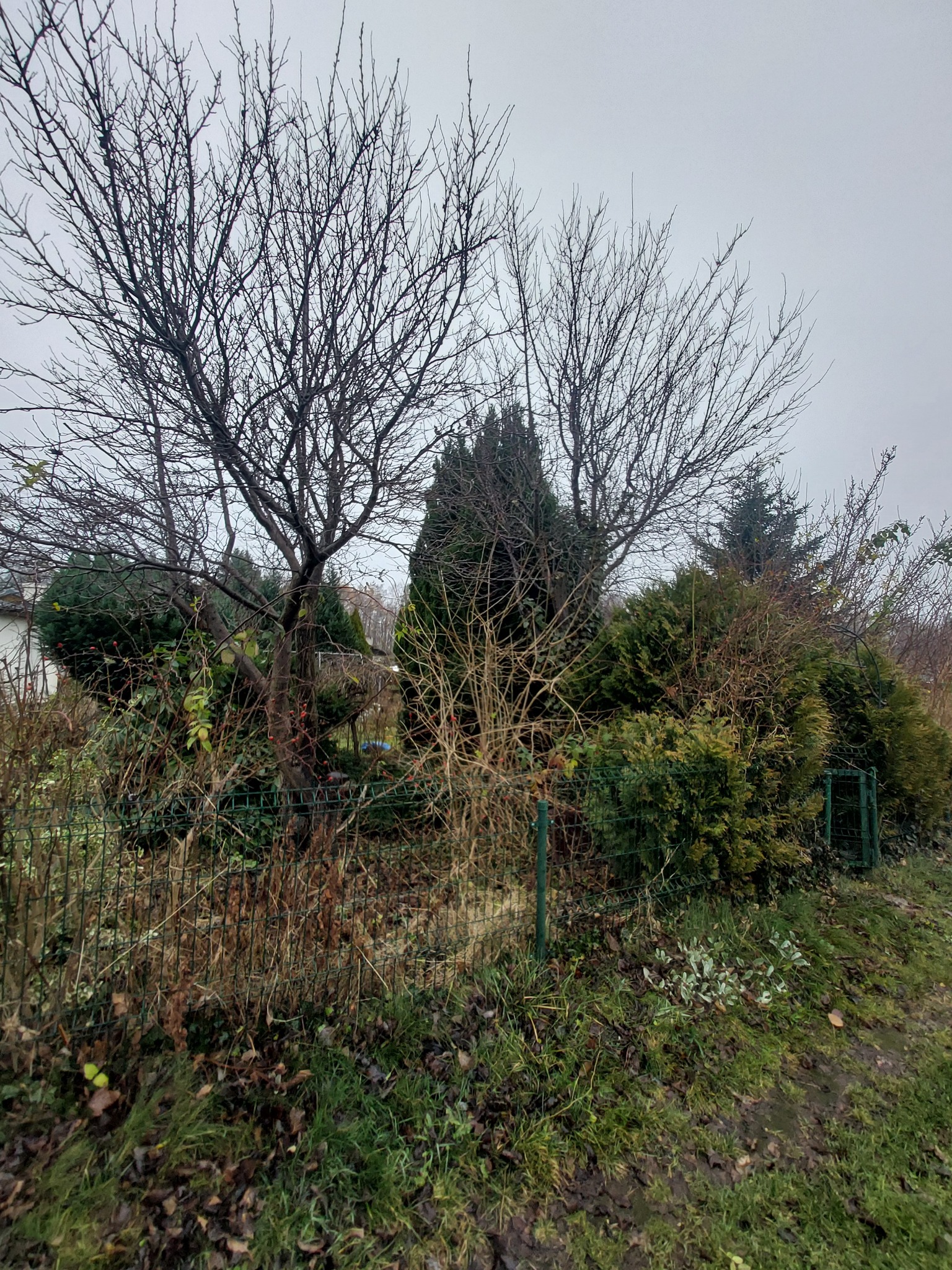 Jesienny ogród z drzewami bez liści i zielonymi krzewami, widziany przez metalowe ogrodzenie. Pochmurne niebo w tle.