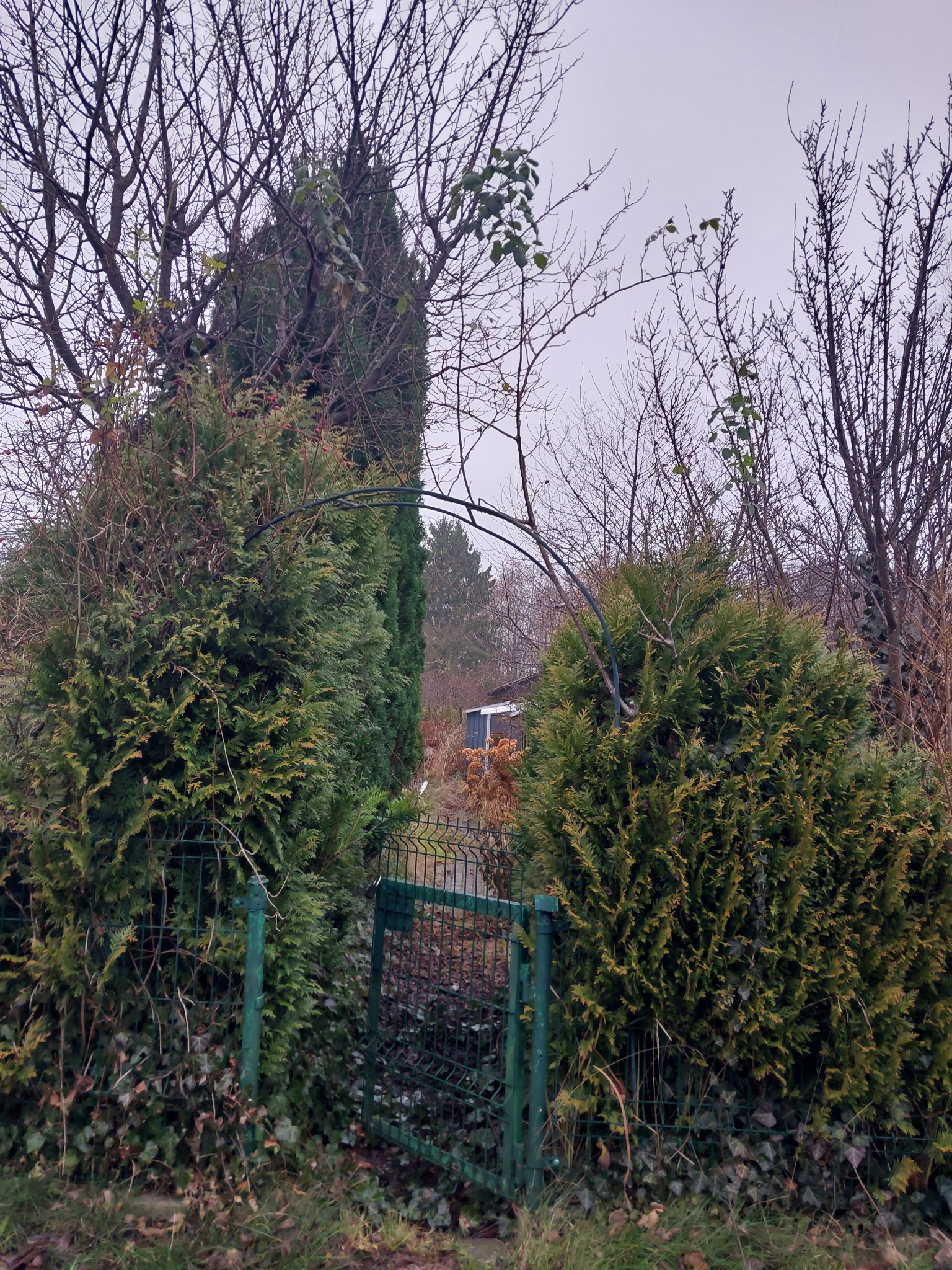 Zarośnięta furtka w ogrodzeniu, otoczona tujami i pnączami. Widoczne nagie gałęzie drzew na tle pochmurnego nieba. Metalowa konstrukcja łuku nad furtką.