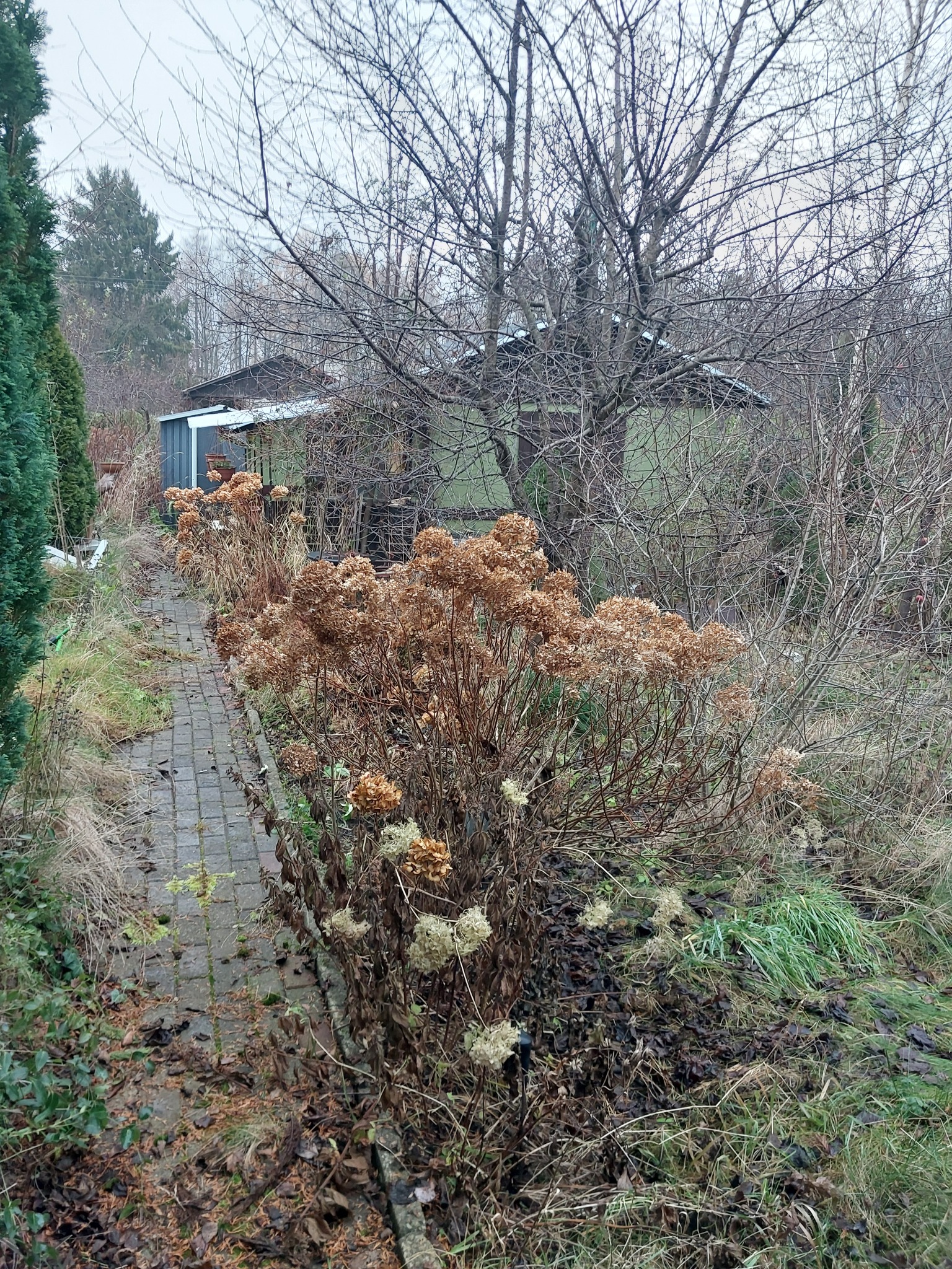 Jesienny ogród z ścieżką z kostki, uschniętymi hortensjami i zielonym budynkiem gospodarczym w tle, widziany w pochmurny dzień.