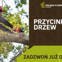 Arborysta w kasku tnie gałąź piłą spalinową, w tle zielone liście. Grafika reklamowa z hasłem 'Przycinanie drzew' i logo Polska Flora Mazury.