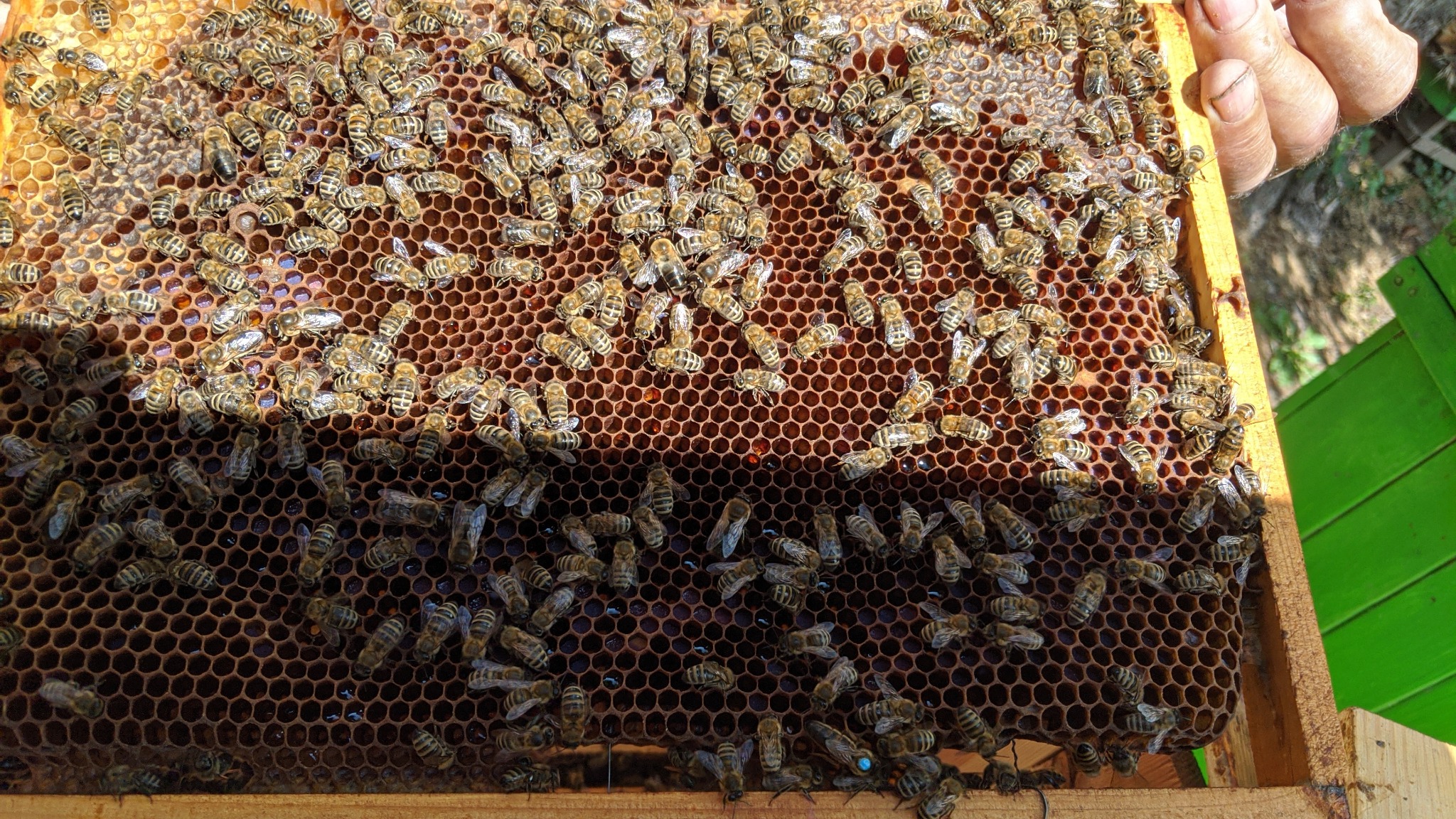 Plaster miodu pełen pszczół w drewnianej ramce, częściowo zacieniony, z widoczną ręką pszczelarza i fragmentem zielonego ula w tle.