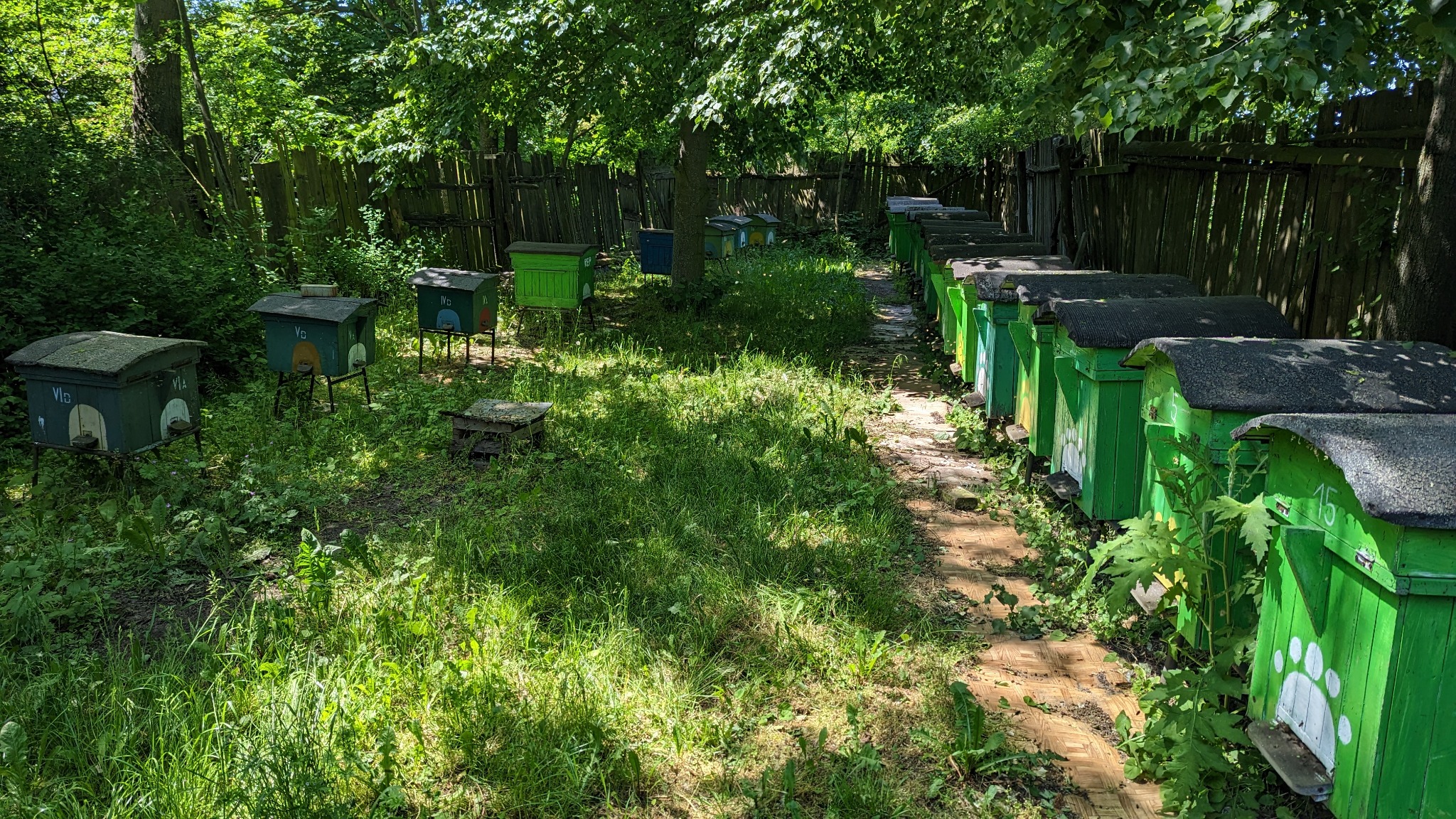 Ustawione w rzędzie i w rozproszeniu ule w zielonym odcieniu, z numerami i motywem łapy zwierzęcej, na zewnątrz, w otoczeniu drzew i trawy.