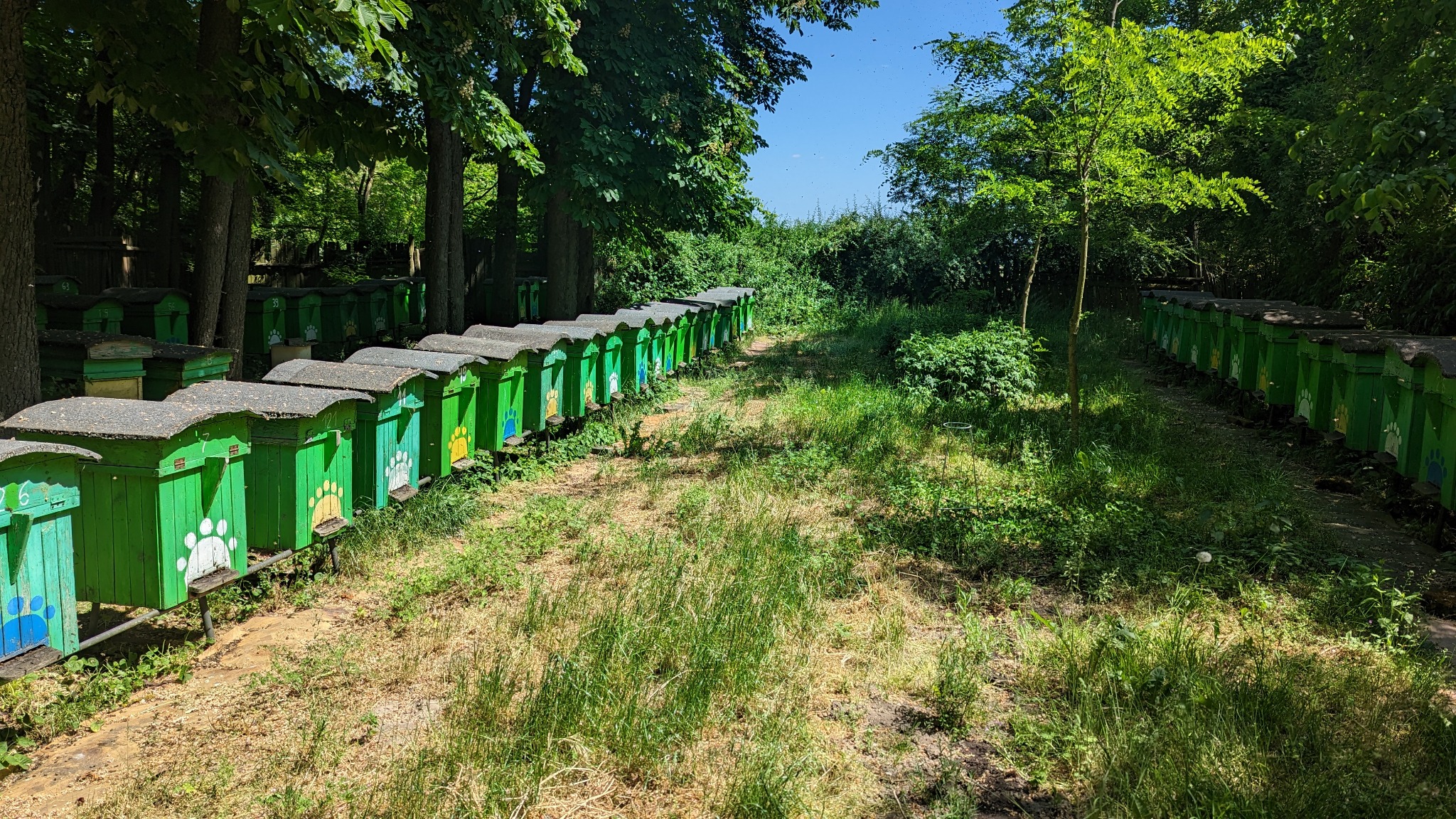 Rząd zielonych uli z kolorowymi łapkami w słonecznym lesie. Ule ustawione wzdłuż ścieżki, w tle drzewa i błękitne niebo.