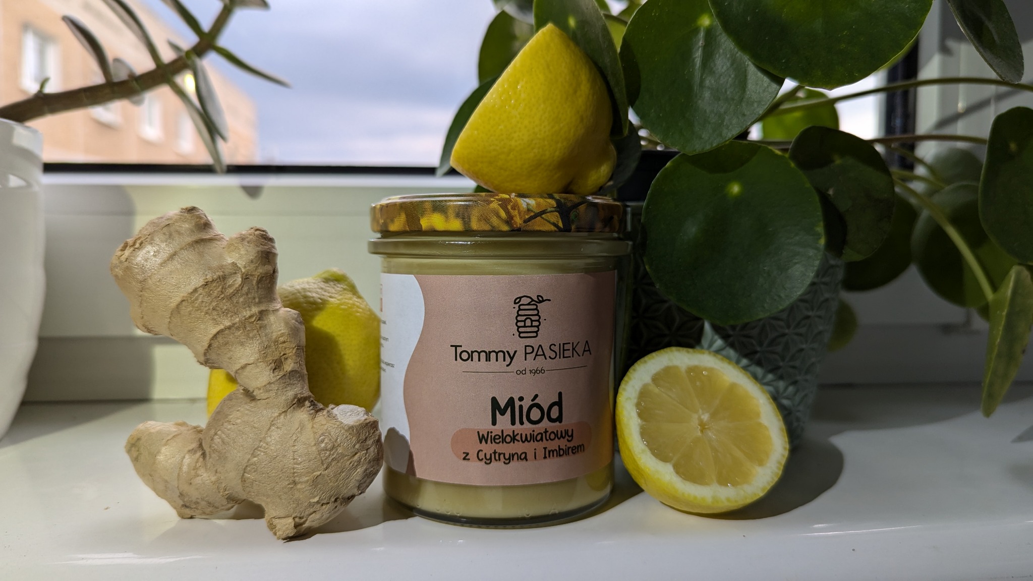 Słoik miodu wielokwiatowego z cytryną i imbirem od Tommy Pasieka, otoczony imbirem, cytryną i rośliną Pilea peperomioides na parapecie. Delikatne światło.