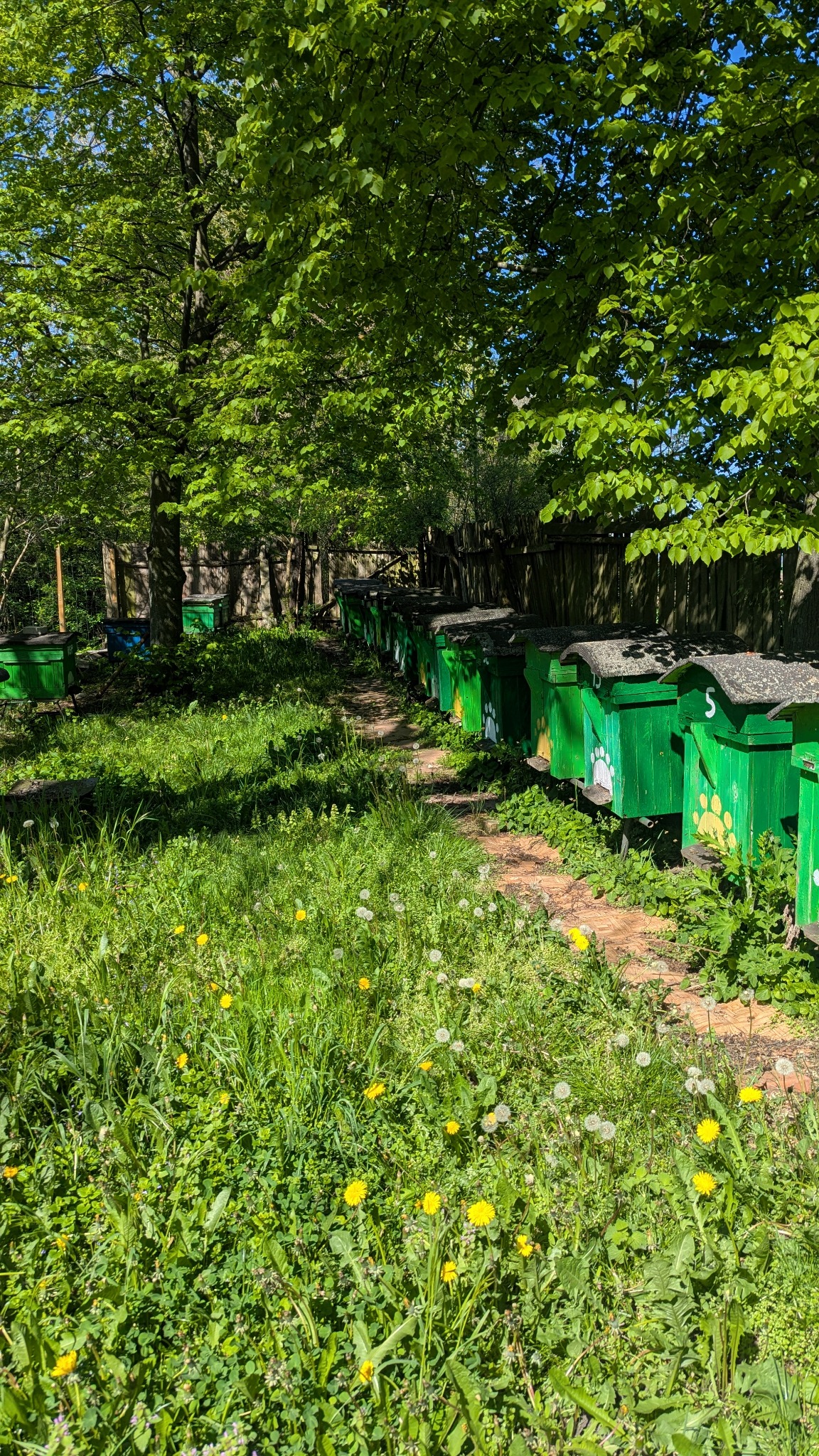 Rząd zielonych uli z numerem '5' i motywem łapy, ustawionych w rzędzie na łące z mniszkami, w tle drzewa i drewniane ogrodzenie. Słoneczny dzień.