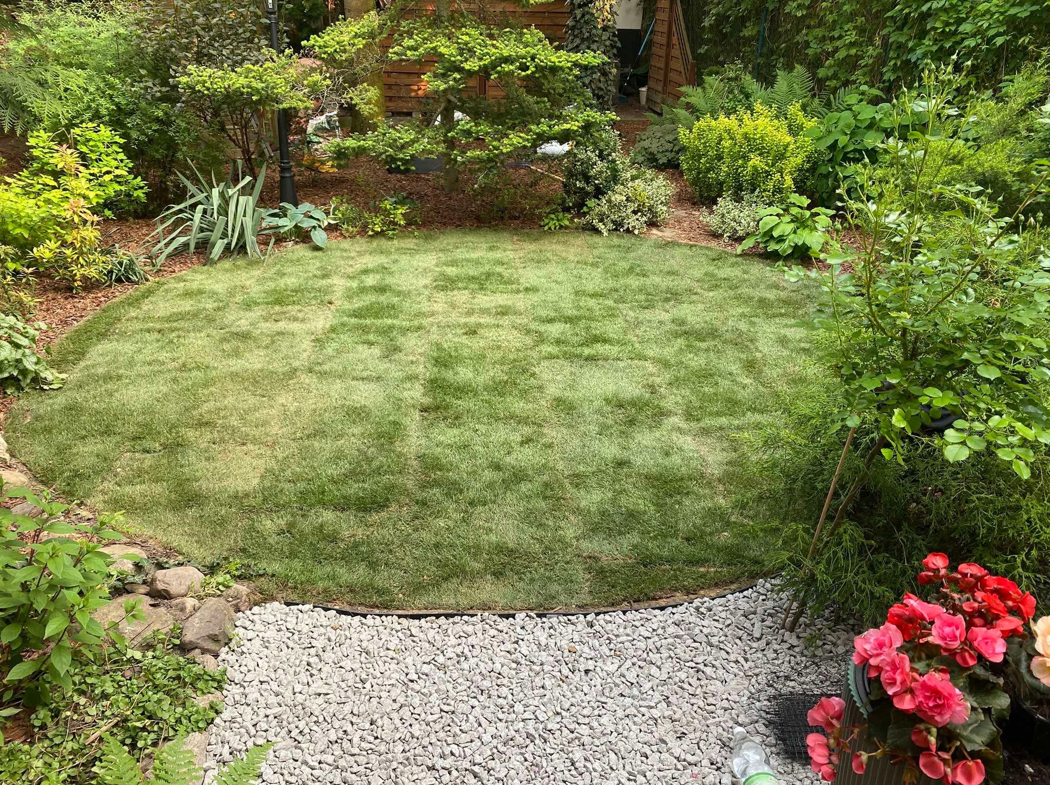 Okrągły trawnik z nowej trawy z rolki, otoczony kamieniami i roślinami. Widoczne kwiaty w donicach i drzewa w tle. Świeżo założony ogród.