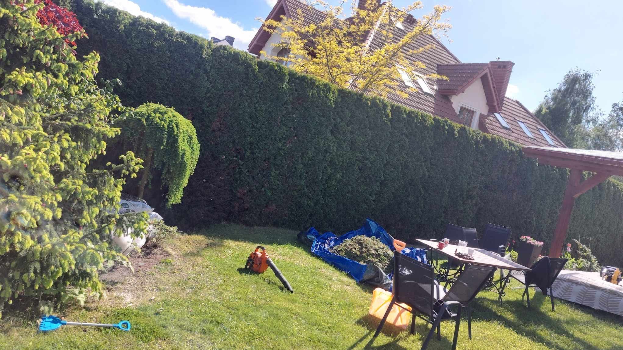 Długi, zielony żywopłot po przycięciu, z rozłożoną plandeką pełną gałęzi, dmuchawą do liści i zestawem mebli ogrodowych na trawniku w słoneczny dzień.