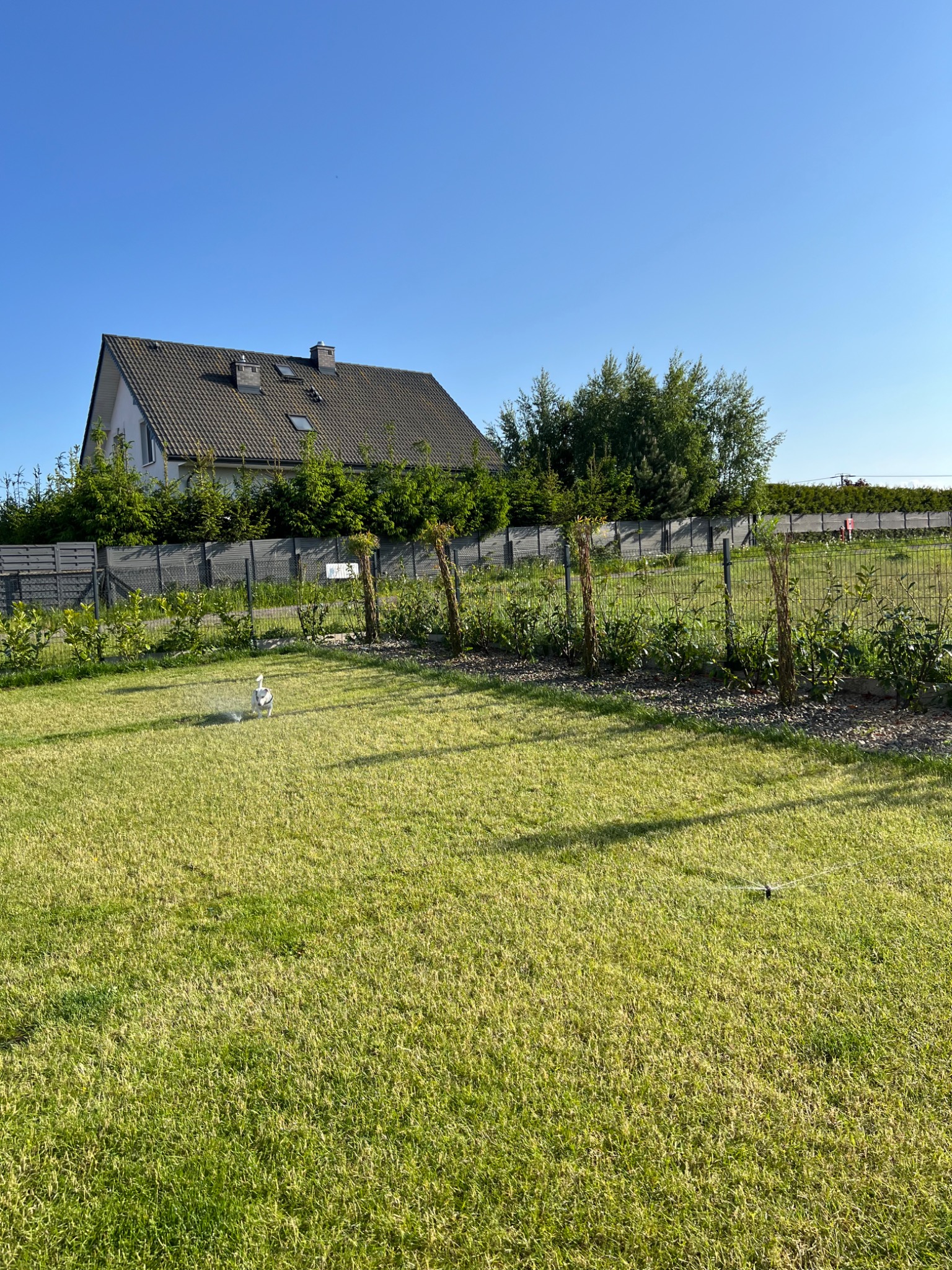 Automatyczny system nawadniania trawnika w ogrodzie, zraszacz w akcji, w tle dom jednorodzinny i ogrodzenie. Błękitne niebo.