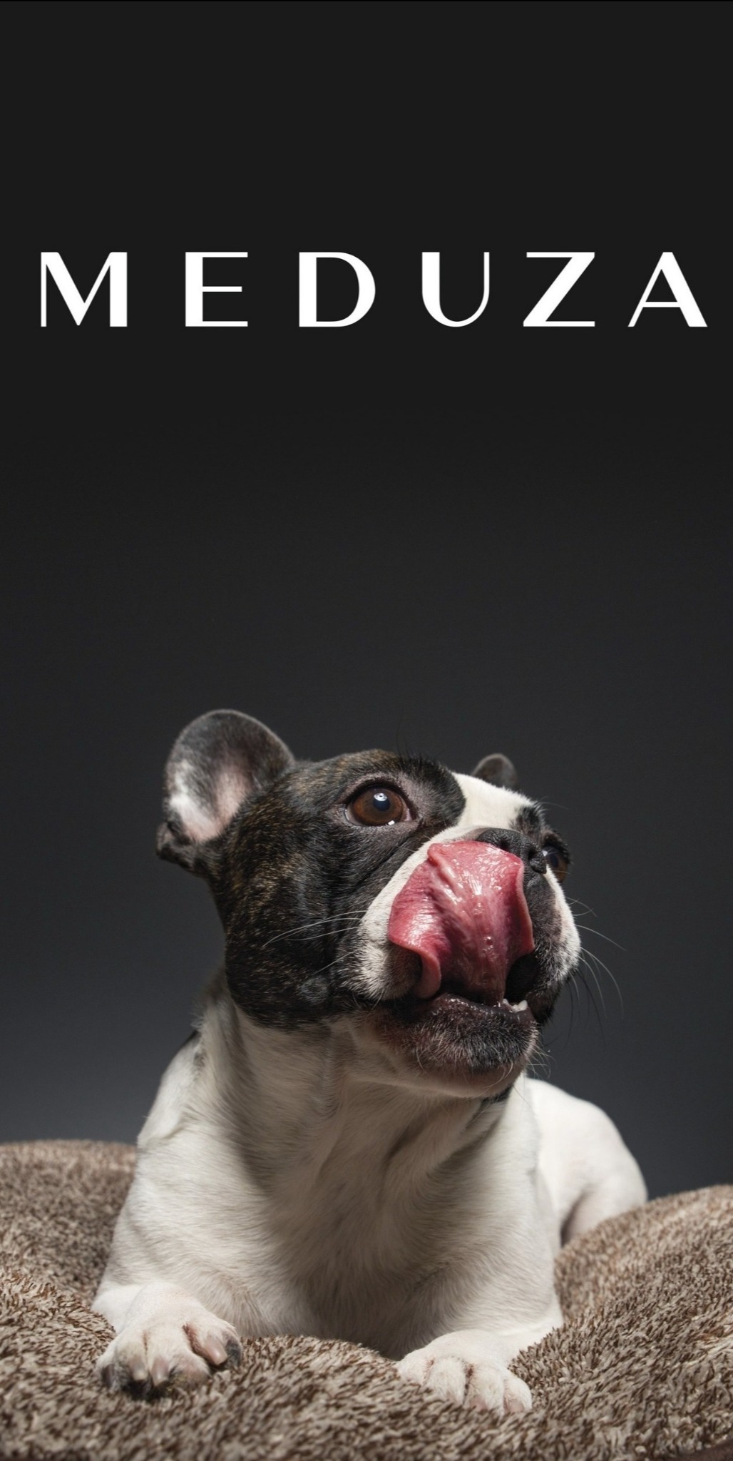 Buldog francuski 'Meduza' w legowisku, oblizuje się. Czarno-biała sierść, brązowe oczy. Ciemne tło, profesjonalne oświetlenie.