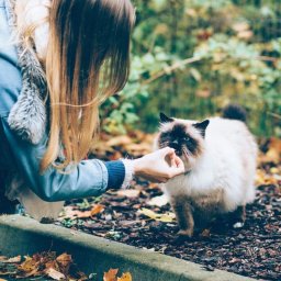 Wyprowadzanie psów Warszawa 2