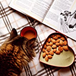 Wyprowadzanie psów Warszawa 1