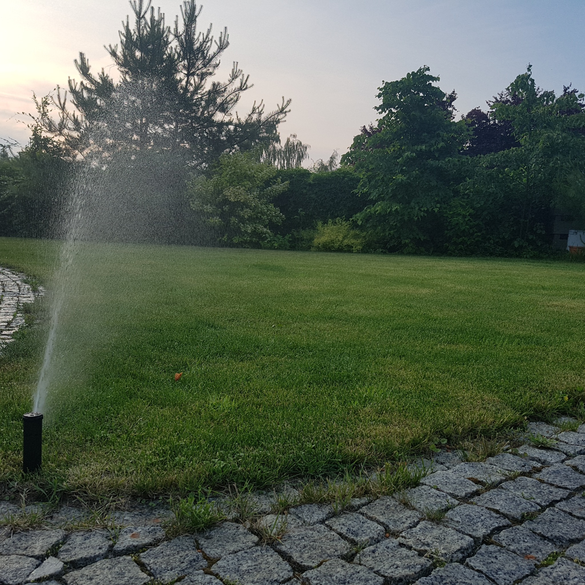 Działający zraszacz wynurzalny nawadnia trawnik, w tle drzewa i krzewy. Kostka brukowa wyznacza granicę trawnika. Widoczne delikatne promienie zachodzącego słońca.