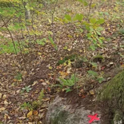 Leśny grunt z opadłymi liśćmi, mchem i paprociami. Na kamieniu czerwony znak geodezyjny w kształcie krzyża, oznaczający punkt pomiarowy w terenie.