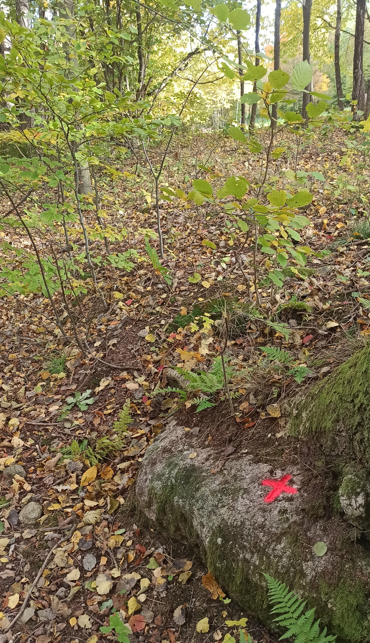 Leśny grunt z opadłymi liśćmi, mchem i paprociami. Na kamieniu czerwony znak geodezyjny w kształcie krzyża, oznaczający punkt pomiarowy w terenie.