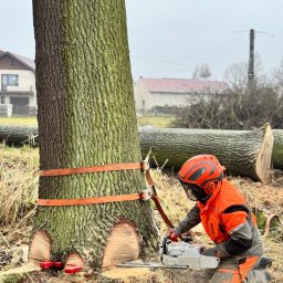 NA LINACH Krystian Kuś - Operator w kasku tnie drzewo piłą spalinową, zabezpieczone pasami. Widoczne nacięcia, ścięte pnie w tle i budynki.