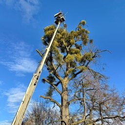 Wycinka drzew Jastrzębie-Zdrój 4