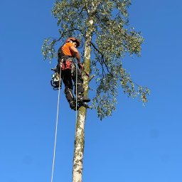 Wycinka drzew Jastrzębie-Zdrój 2