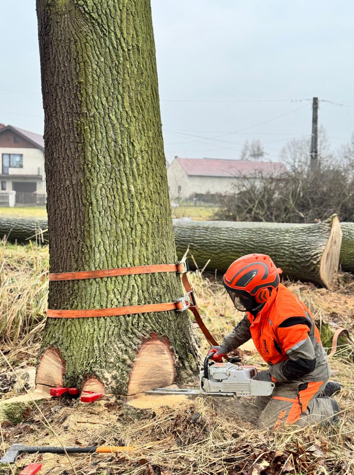 Operator w kasku tnie drzewo piłą spalinową, zabezpieczone pasami. Widoczne nacięcia, ścięte pnie w tle i budynki.