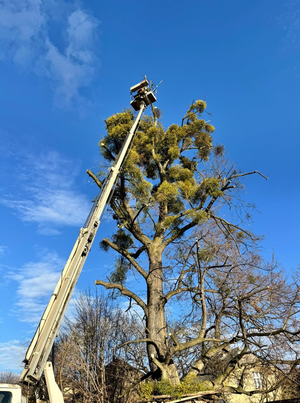 Praca na wysokościach: podnośnik koszowy przy drzewie obrośniętym jemiołą. Widoczne świeżo obcięte gałęzie. Błękitne niebo w tle.