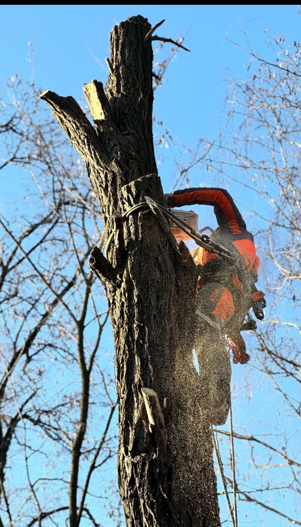 Arborysta w uprzęży tnie gruby pień drzewa piłą łańcuchową, wióry lecą w powietrzu, błękitne niebo w tle.