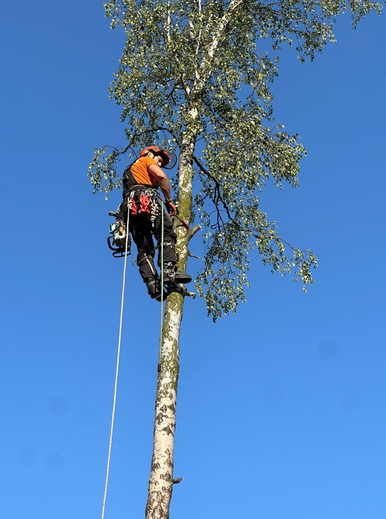 Pracownik w kasku, zabezpieczony linami, wspina się na wysoką brzozę z piłą. Błękitne niebo w tle. Bezpieczna praca na wysokościach.