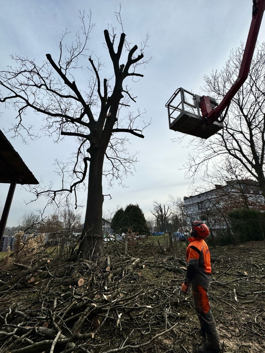 Po cięciu: drzewo z obciętymi gałęziami, stosy gałęzi na ziemi, pracownik w kasku i podnośnik koszowy w tle, pochmurne niebo.