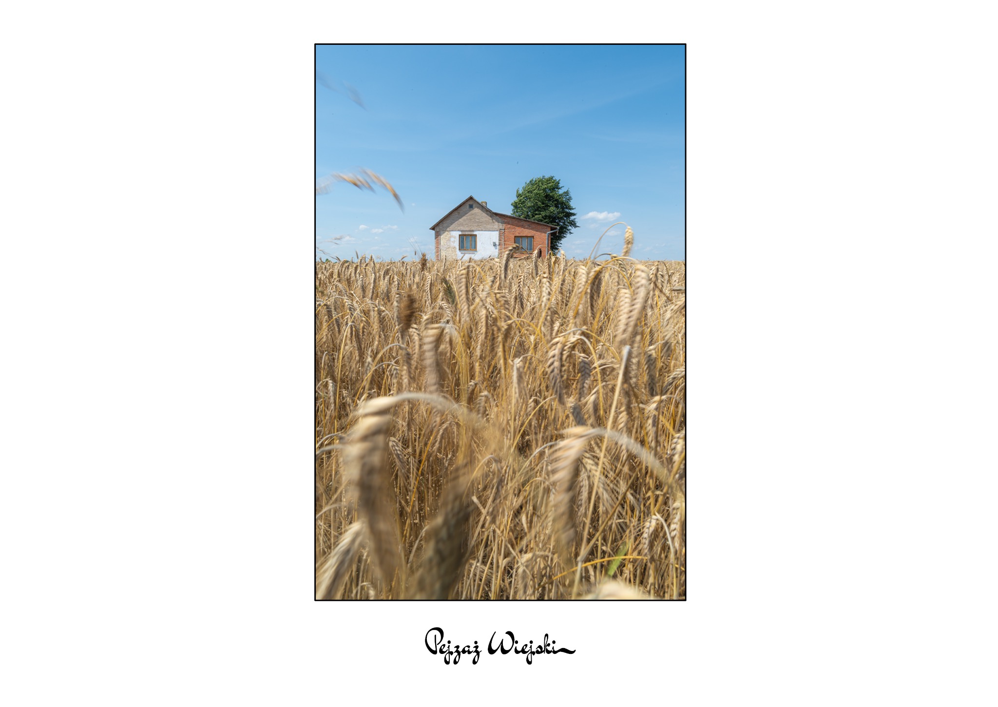 Wiejski krajobraz: pole zboża z domem w tle, błękitne niebo. Zboże na pierwszym planie lekko rozmyte, dom z drzewem po prawej stronie wyraźny.