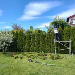 Mężczyzna na rusztowaniu przycina wysoki żywopłot z tui. Na trawniku leżą obcięte gałęzie i kosa spalinowa. Słoneczny dzień.