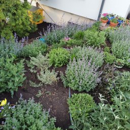 Wycinka drzew Gdynia 2