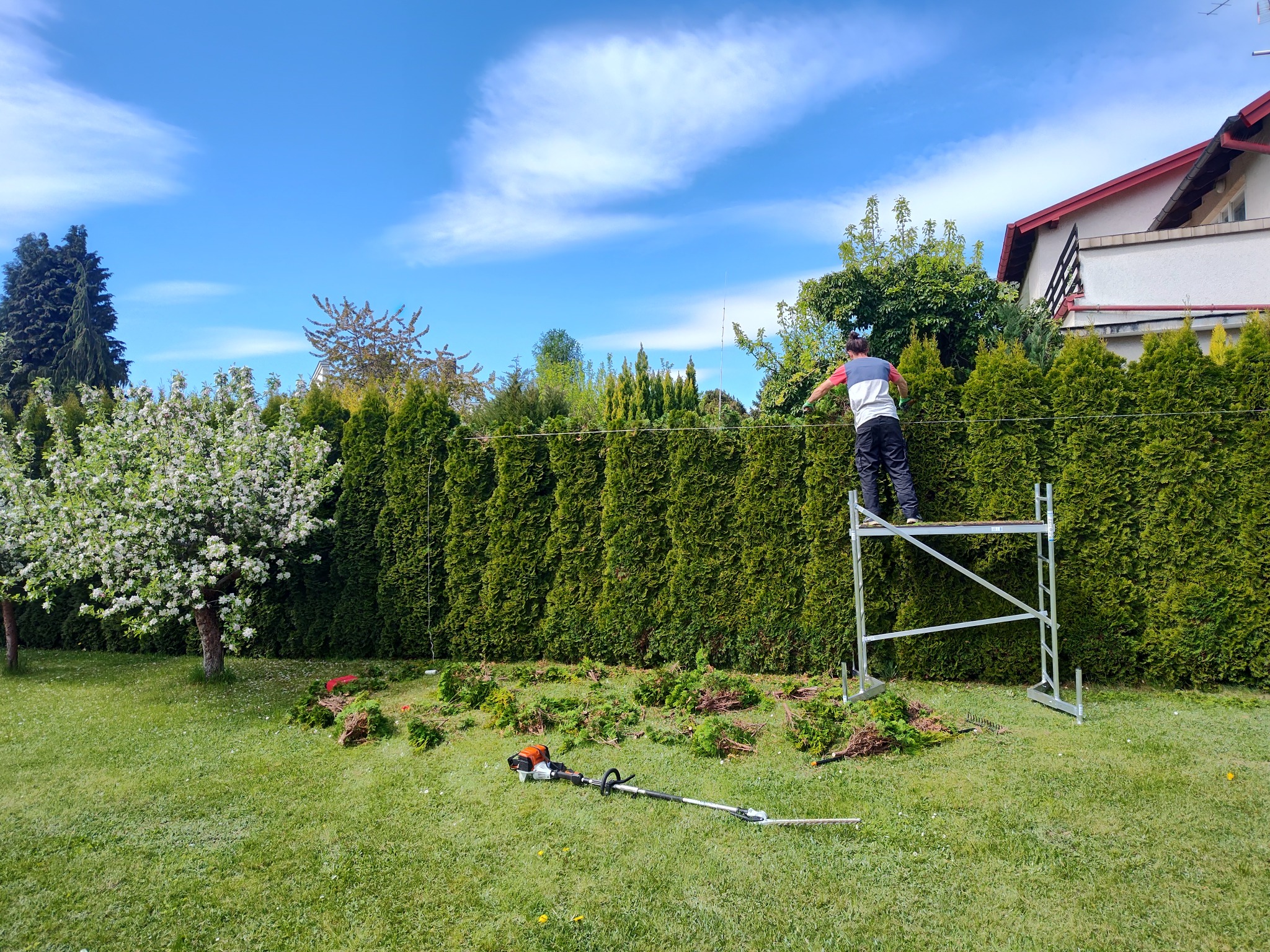 Mężczyzna na rusztowaniu przycina wysoki żywopłot z tui. Na trawniku leżą obcięte gałęzie i kosa spalinowa. Słoneczny dzień.