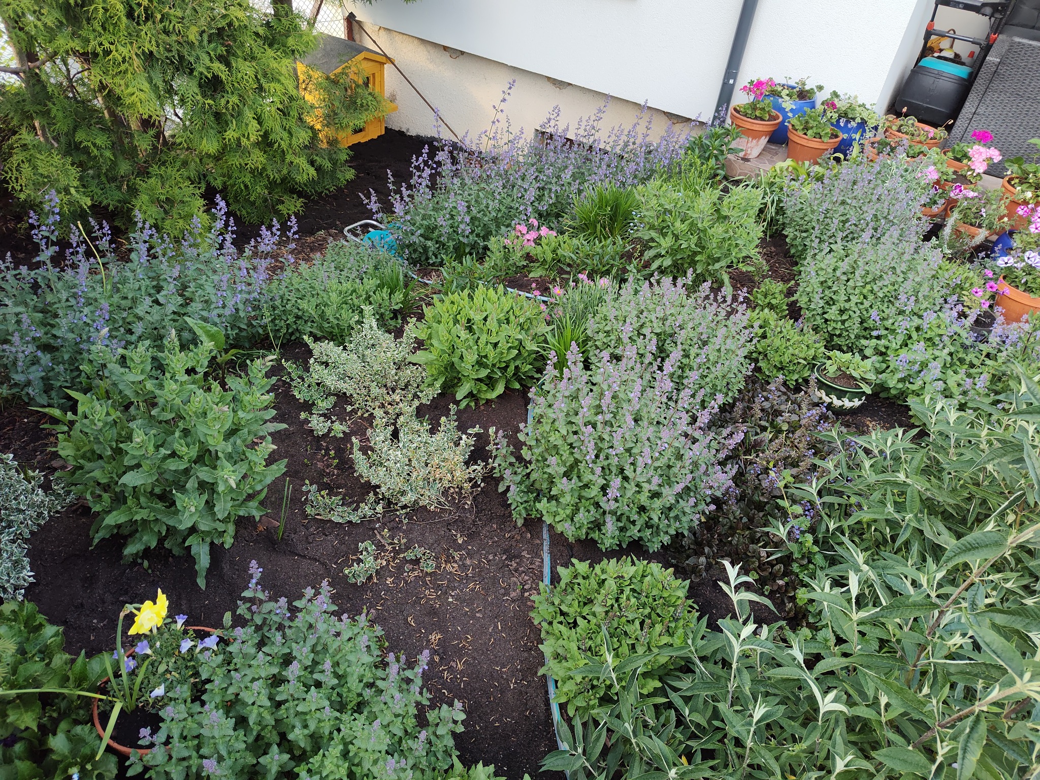 Kwitnący ogród z różnorodną roślinnością, w tym lawendą i roślinami ozdobnymi, przy białym budynku. Widoczne donice z kwiatami i mały domek dla ptaków.