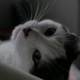 Robert Dębski - Portret z dołu: Biało-czarny kot z długimi wibrysami, spogląda w obiektyw, leżąc na boku. Ciemne tło, miękkie światło. Ujęcie z bliska, podkreślające detale pyszczka.