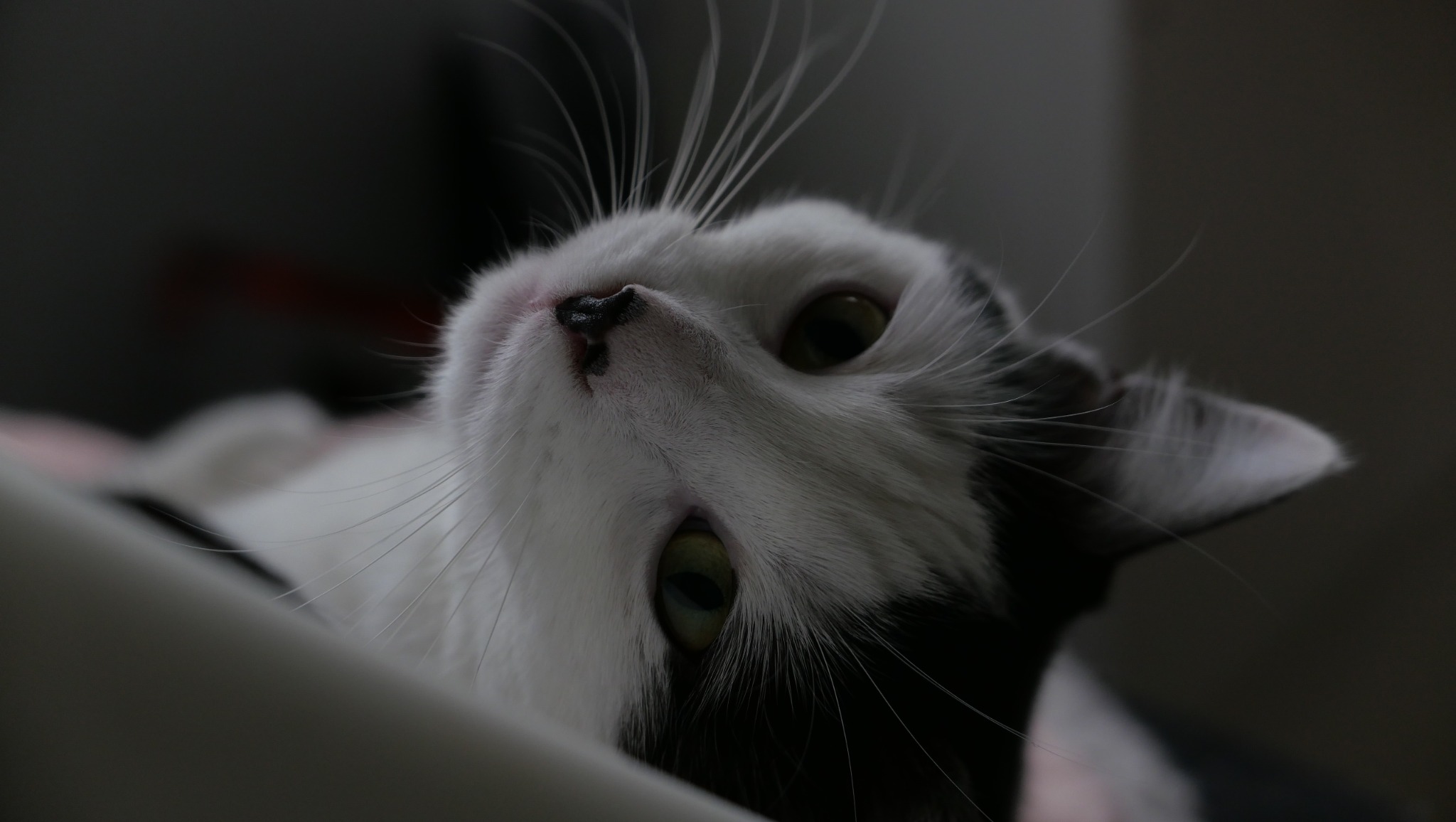 Portret z dołu: Biało-czarny kot z długimi wibrysami, spogląda w obiektyw, leżąc na boku. Ciemne tło, miękkie światło. Ujęcie z bliska, podkreślające detale pyszczka.