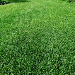 TrawnikON - Trawa siana