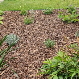 TrawnikON - Rabata z korą i różnorodnymi roślinami w ogrodzie. Widoczne zielone liście, fioletowe kwiaty i brązowa kora. Całość otoczona czarną obwódką.