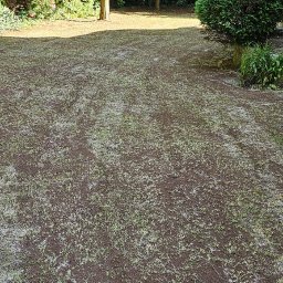 TrawnikON - Świeżo zasiana trawa na przygotowanym podłożu, widoczne młode źdźbła, w tle drzewa i krzewy, słoneczny dzień.