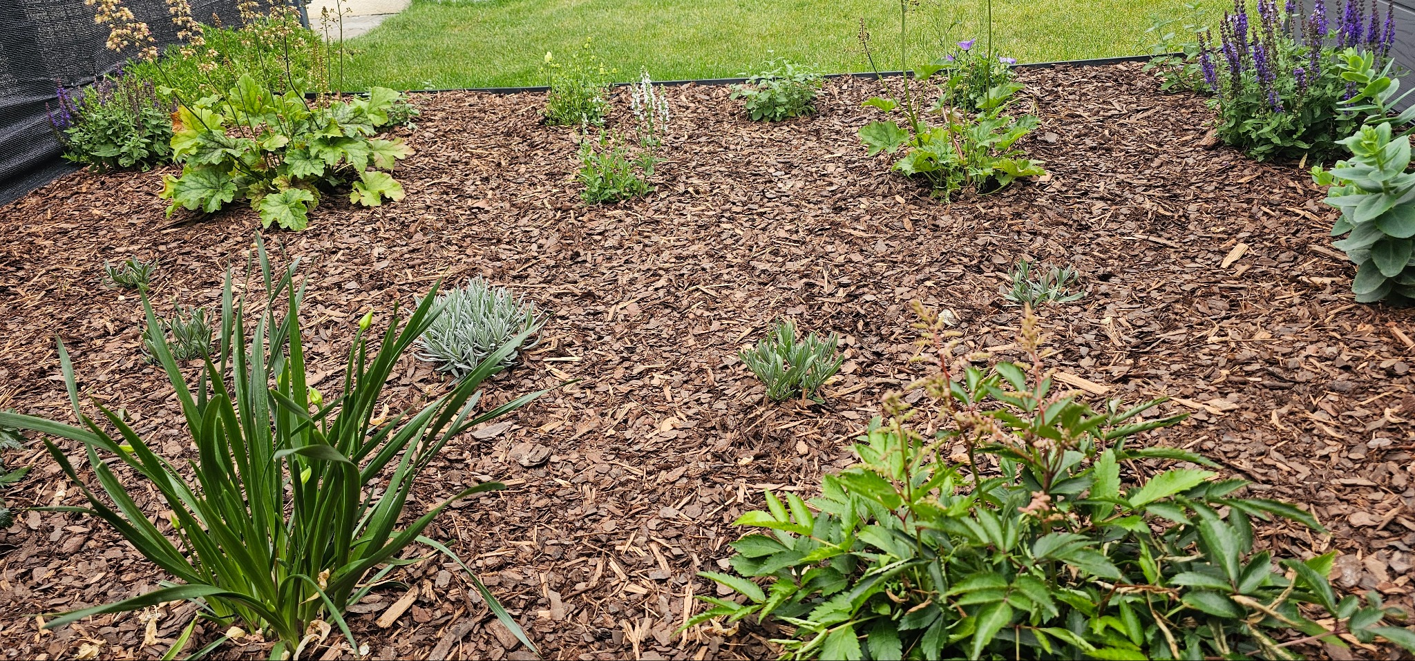 Rabata z korą i różnorodnymi roślinami w ogrodzie. Widoczne zielone liście, fioletowe kwiaty i brązowa kora. Całość otoczona czarną obwódką.