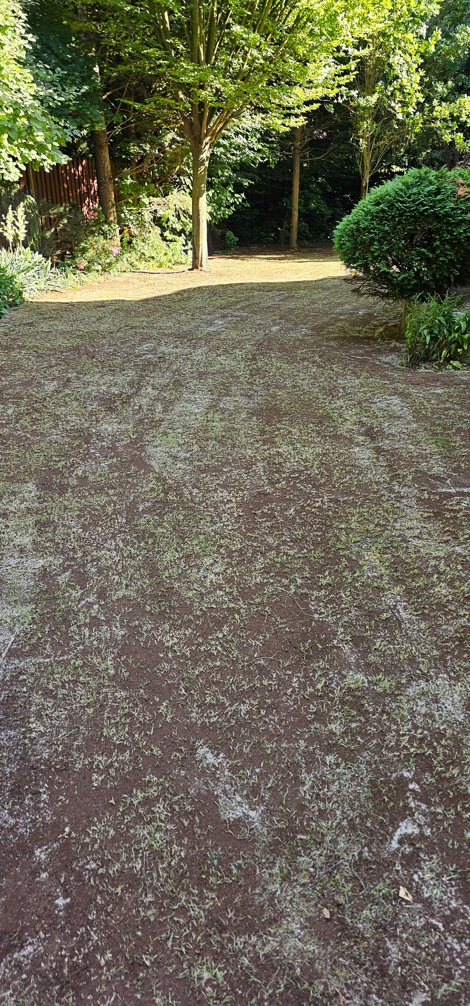Świeżo zasiana trawa w ogrodzie, widoczne młode źdźbła i nawodniona gleba. W tle drzewa i krzewy, brązowe podłoże. Widok z poziomu gruntu.