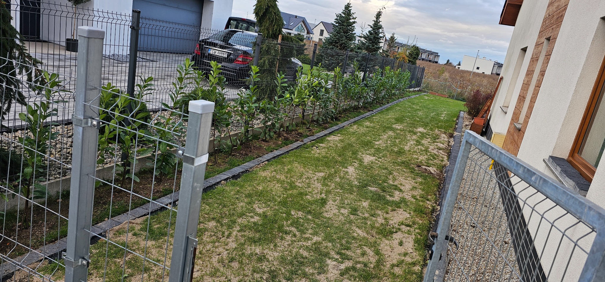 Widok na ogród z młodymi krzewami wzdłuż ogrodzenia, trawnik z widocznym piaskiem, nowoczesny dom w tle i fragment metalowego ogrodzenia na pierwszym planie.