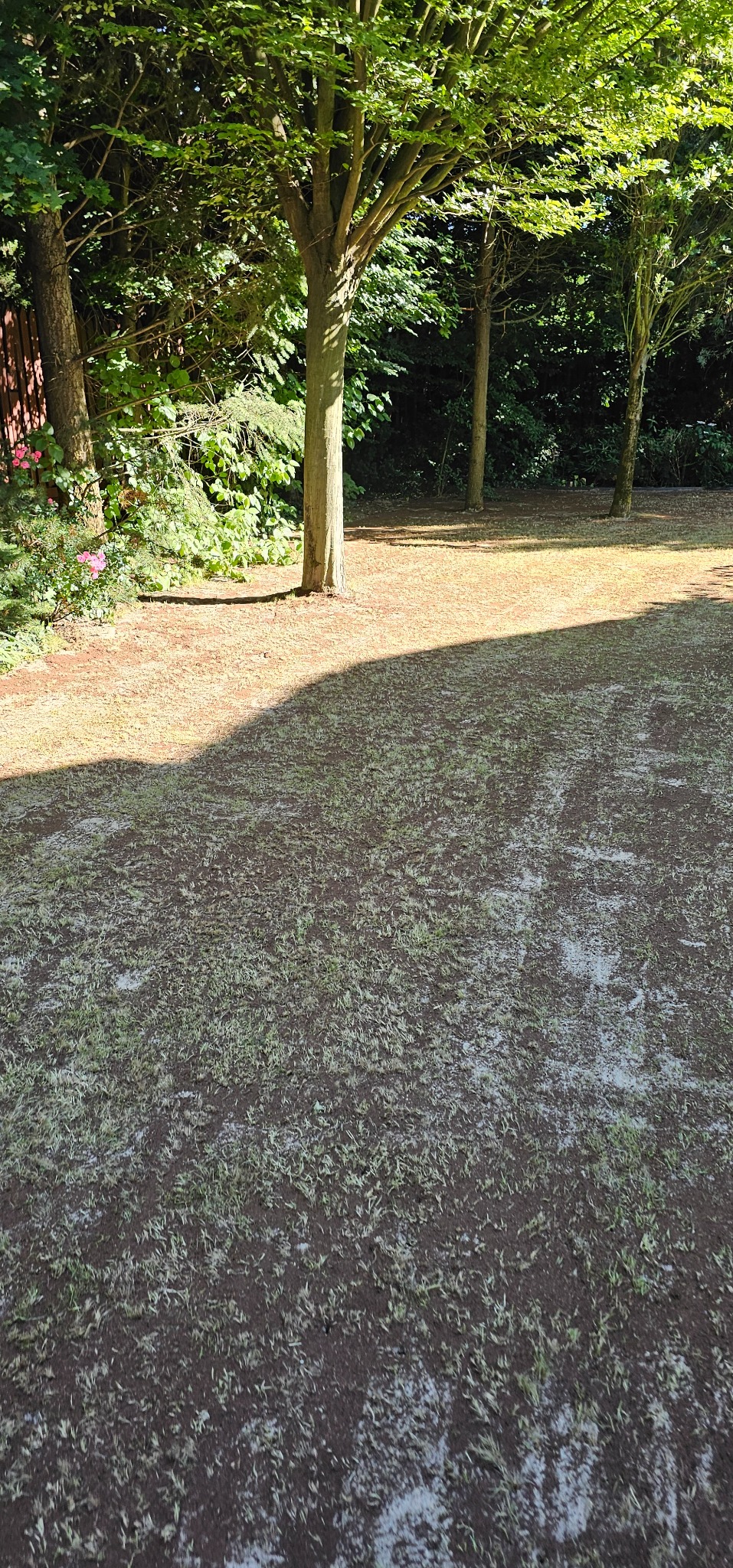 Świeżo posiana trawa z widocznymi nasionami i młodymi źdźbłami, oświetlona słońcem, z drzewami w tle. Widok z góry na fragment ogrodu.