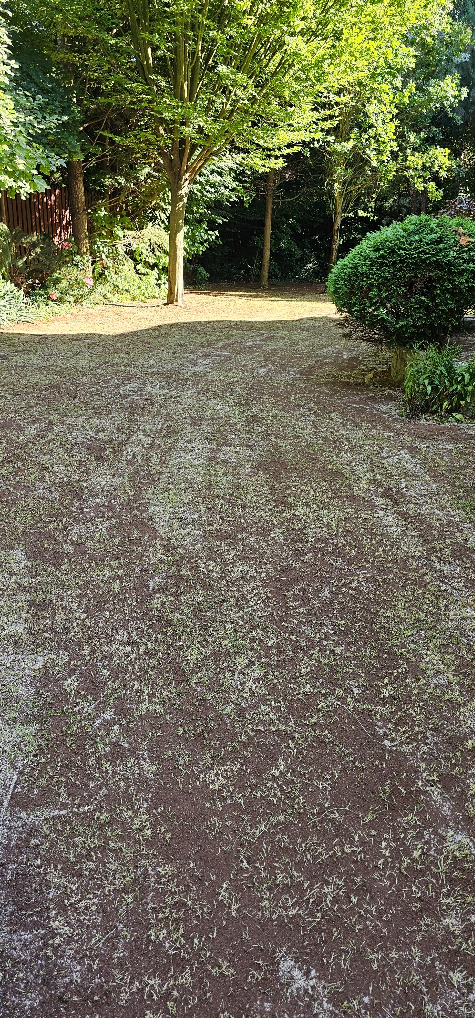 Świeżo zasiana trawa na przygotowanym podłożu, widoczne młode źdźbła, w tle drzewa i krzewy, słoneczny dzień.
