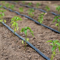 Układanie kostki brukowej Obra 2