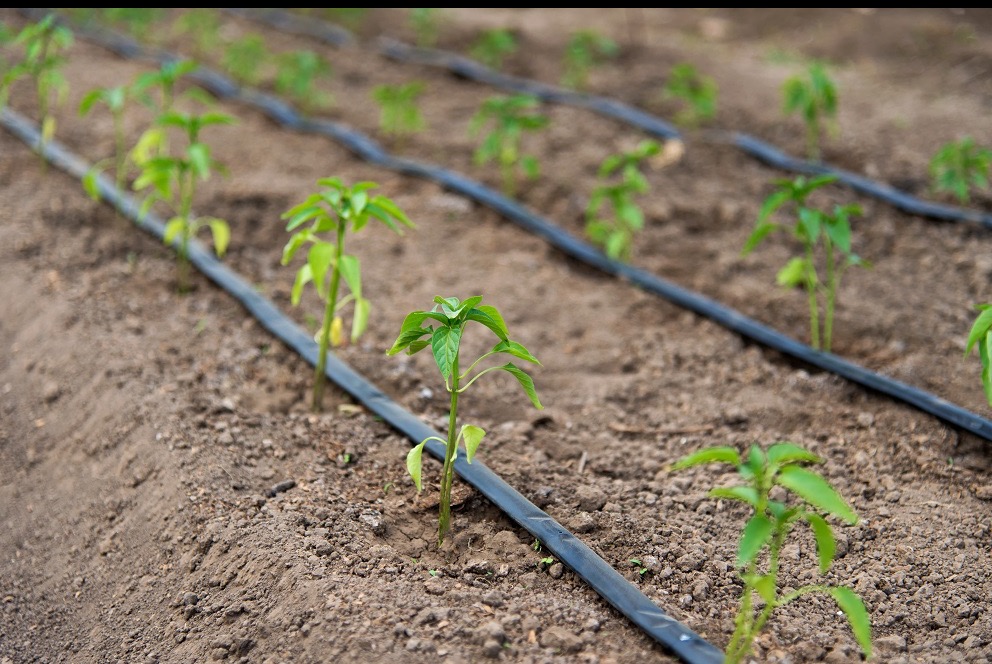Młode sadzonki papryki rosnące w rzędach, nawadniane przez system nawadniania kropelkowego. Widoczne czarne rury nawadniające na tle brązowej gleby.