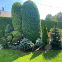 Ogród z formowanymi krzewami i drzewami iglastymi, w tle żywopłot. Widoczne różne gatunki i kształty roślin, kamienie ozdobne. Słoneczny dzień.