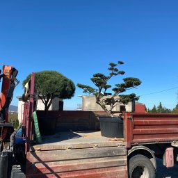 FANTASTYCZNY OGRÓD SPÓŁKA Z OGRANICZONĄ ODPOWIEDZIALNOŚCIĄ - Transport dwóch formowanych drzew w donicach na platformie ciężarówki z dźwigiem. W tle błękitne niebo i zabudowa mieszkalna.