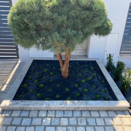 Przycinanie drzew Wieprz 3